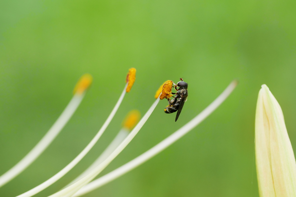 曼殊沙華の花粉を採餌する