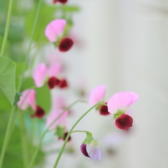 エンドウマメも花盛り♪