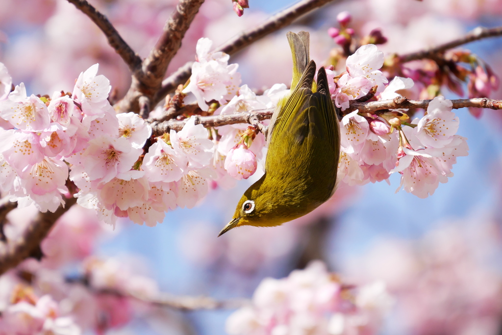 桜の蜜も吸い放題♪