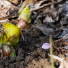 もうじき開花　梅林の福寿草