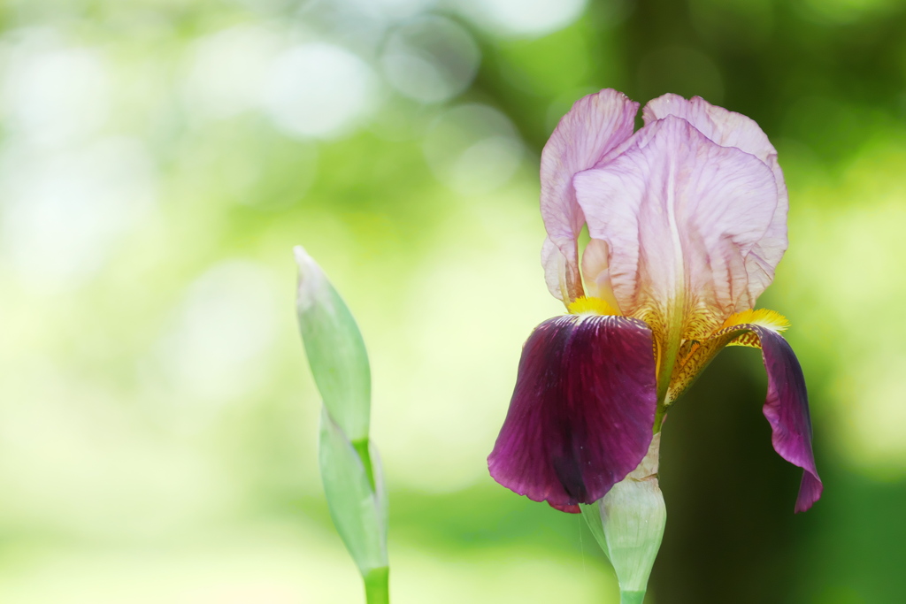 菖蒲咲く木陰