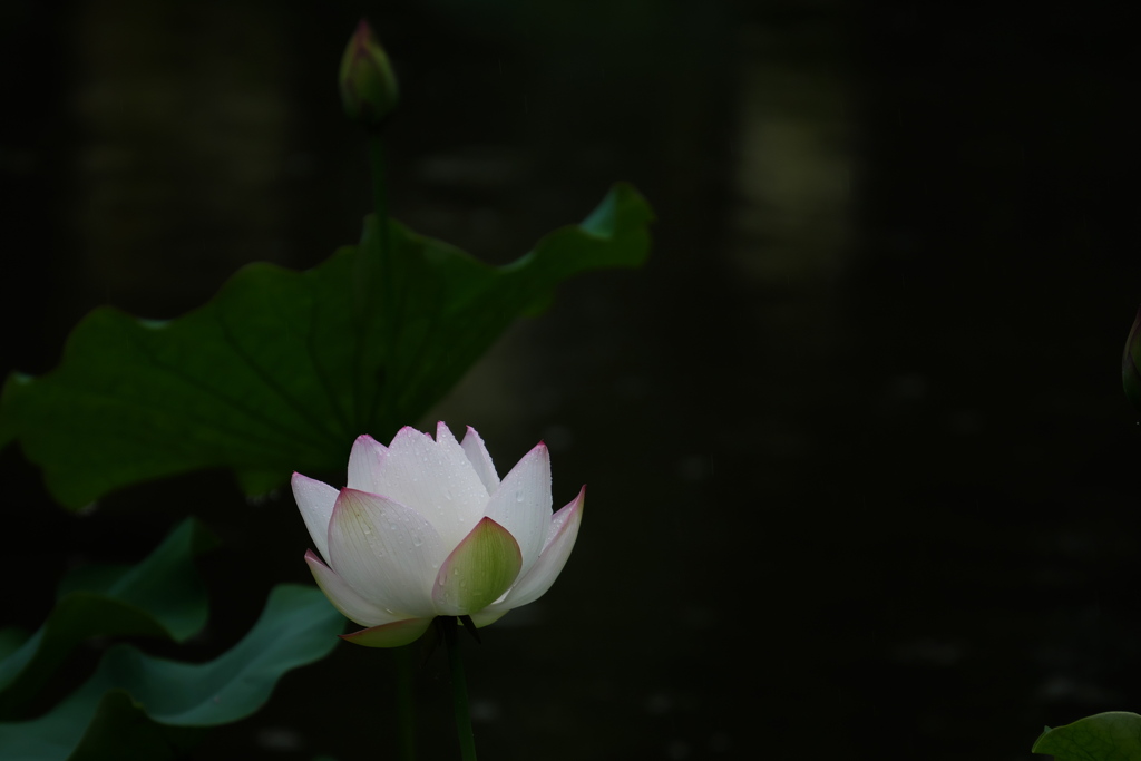 雨に佇む金輪蓮