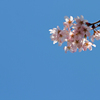 見上げる青空に桜