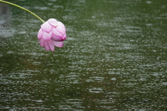 雨のハス池