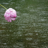 雨のハス池