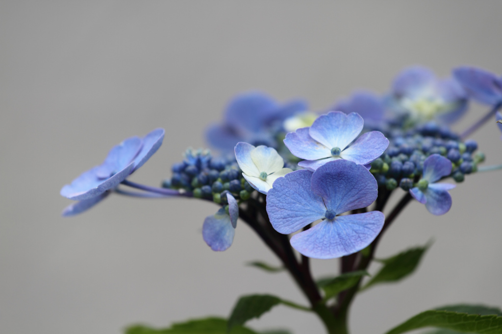 歩道脇に咲く紫陽花