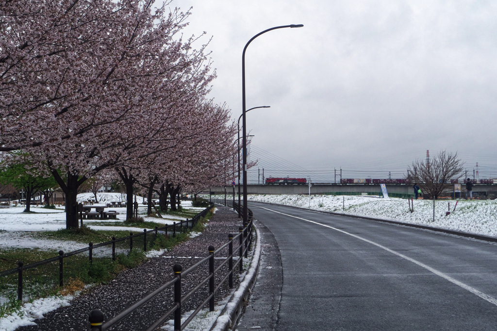 桜と雪と金太郎