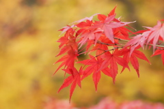 秋の紅、秋の黄