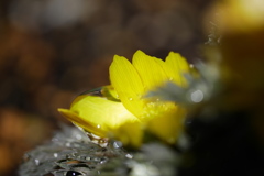 春色の福寿草と水滴のキラキラ