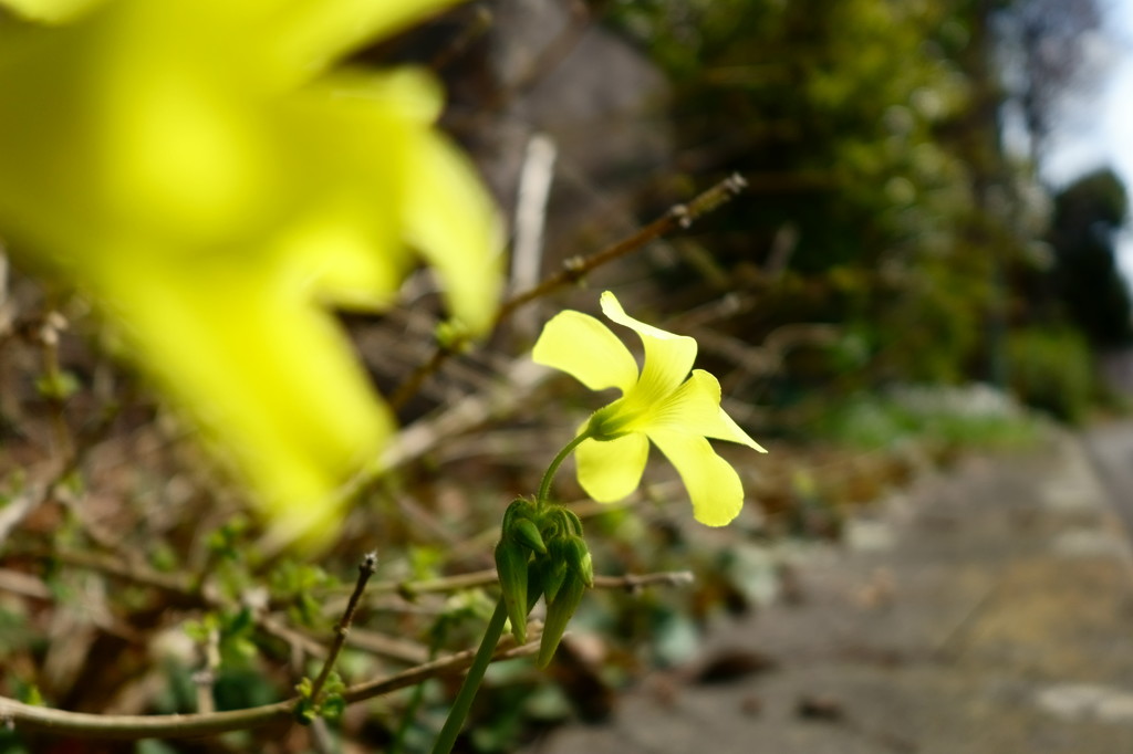 透過光の大黄花酢漿草