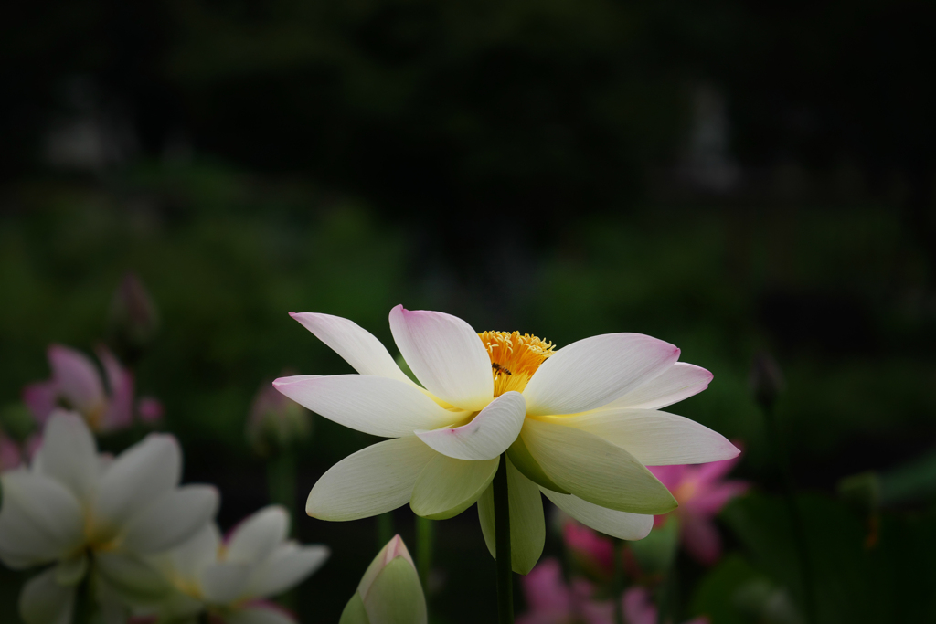 舞妃蓮で花粉集め