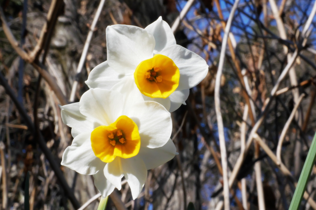 冬枯れの中に咲く水仙の花