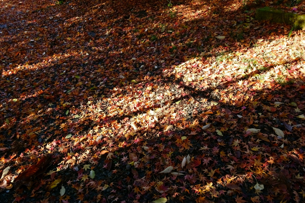 落ち葉と木漏れ日の散歩道