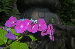 待望の雨に濡れる紫陽花
