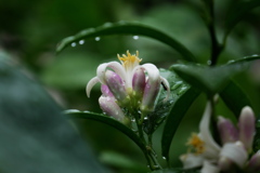 檸檬 二度目の開花