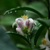 檸檬 二度目の開花