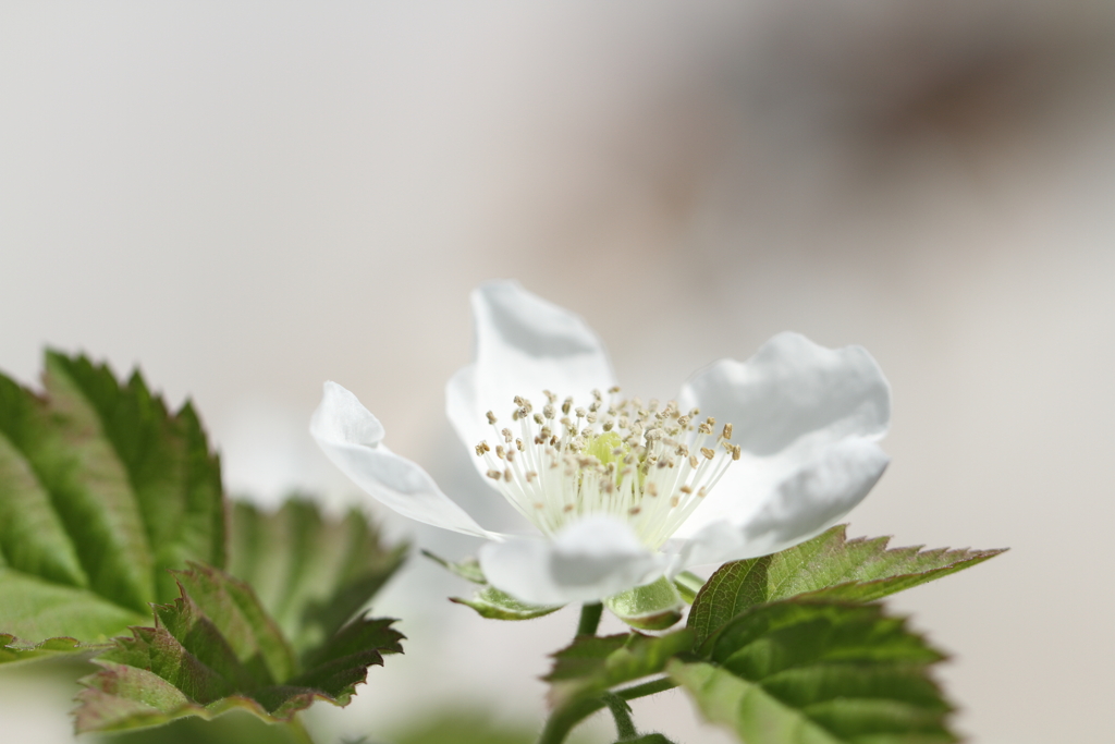 ブラックベリーの花がまぶしい
