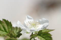 ブラックベリーの花がまぶしい