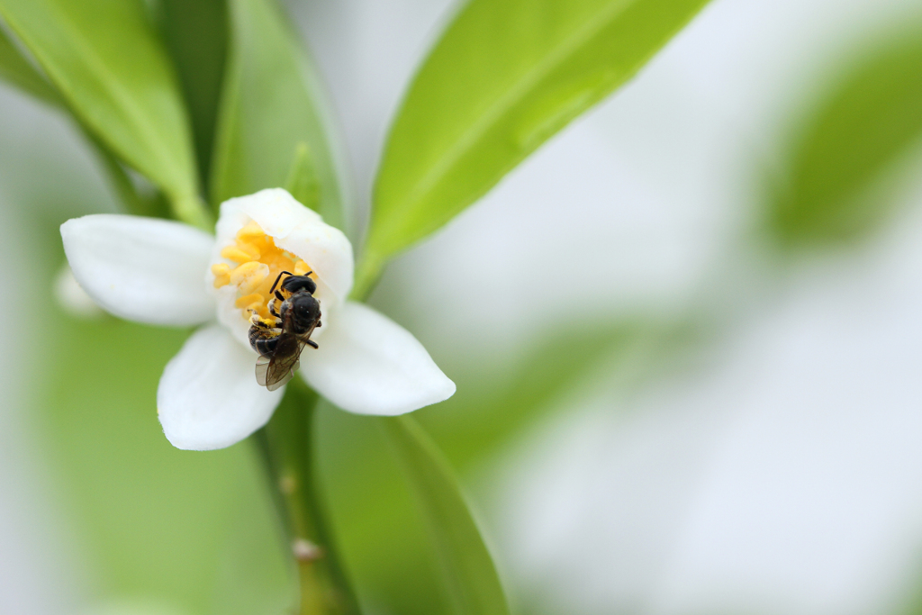 花粉を集めるハナアブ