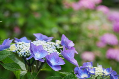 背景もカラフル 紫陽花の小径