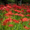 木洩れ日に輝く曼殊沙華