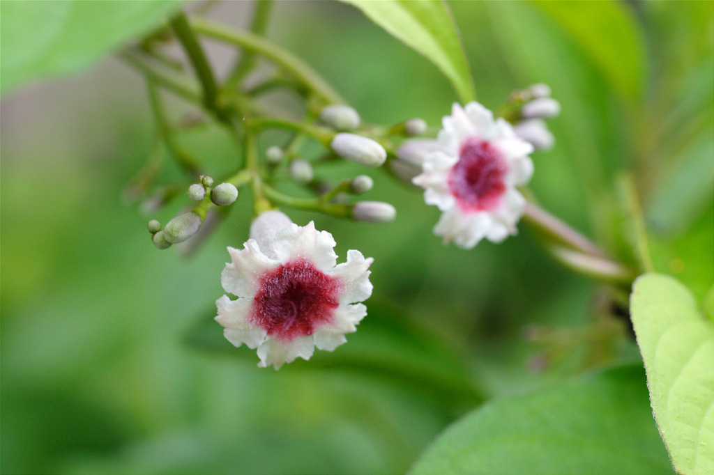 屁糞葛も花盛り