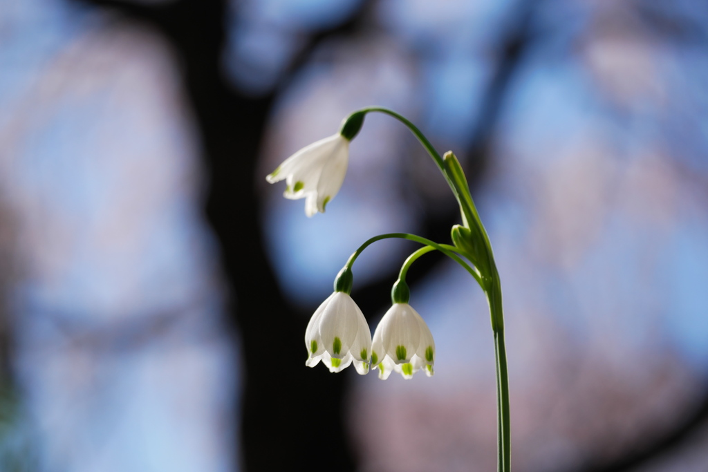 スノーフレークと枝垂桜