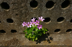 ステキな花器とムラサキカタバミ