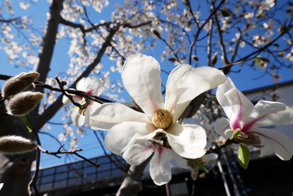 コブシの花も開花