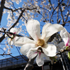 コブシの花も開花