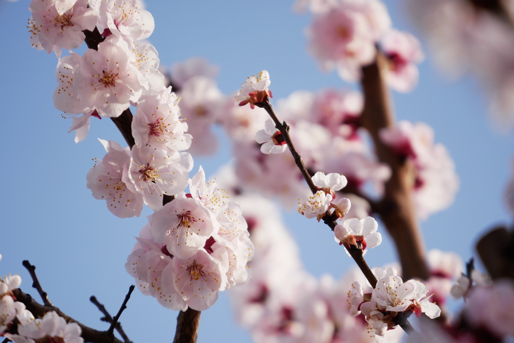 杏の花はうっすら桃色