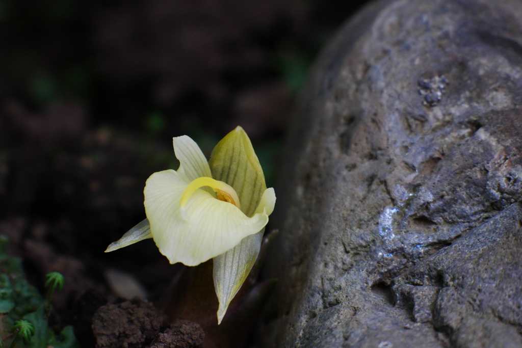 ひっそりとミョウガの花