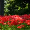 彼岸花 木洩れ日の輝き