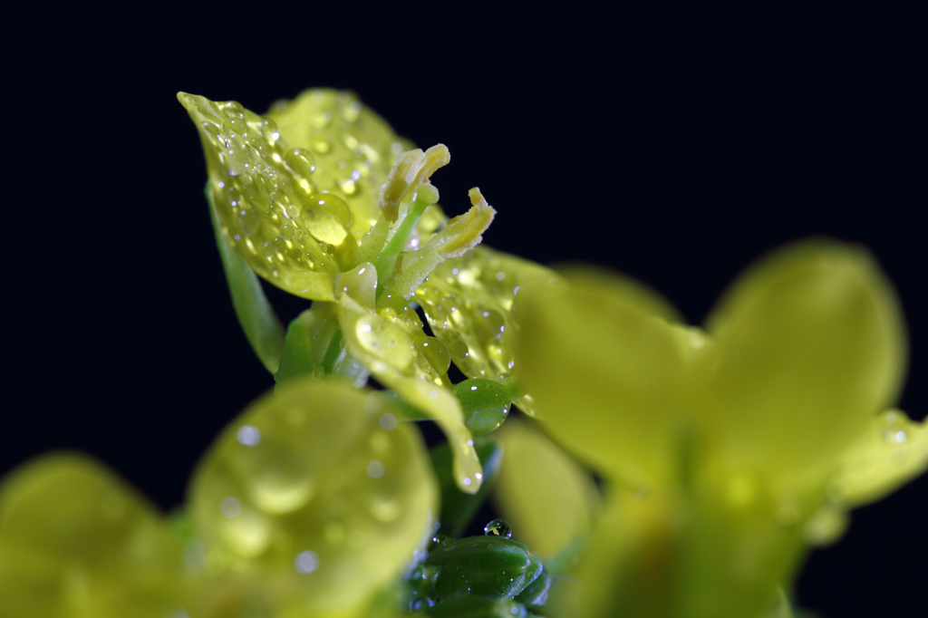 夜の菜の花