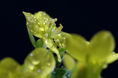 夜の菜の花
