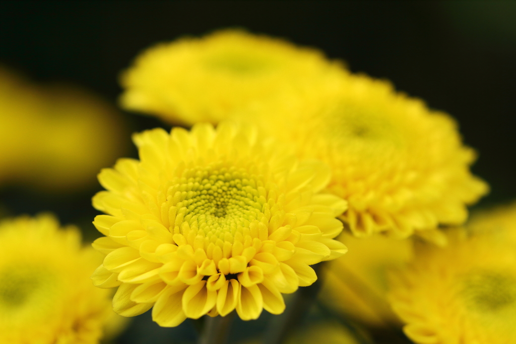 秋の花、菊