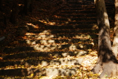 落ち葉と木漏れ日の石段