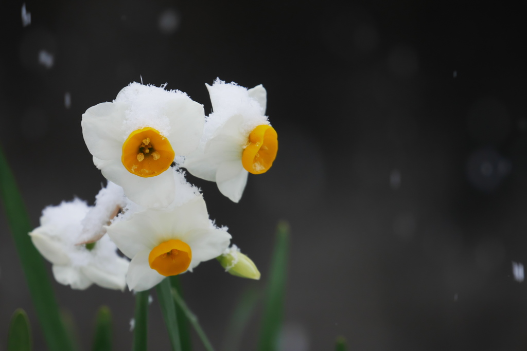 雪の中の水仙