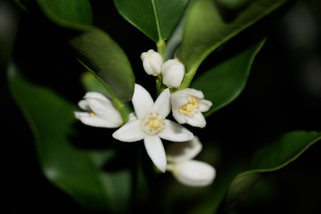 金柑の花咲く季節 ぷちまる By Hisabo Id 写真共有サイト Photohito