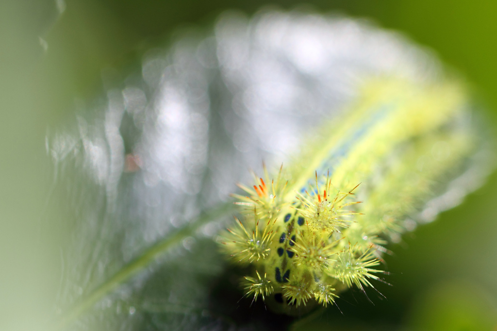 woolly worm大群の中の一匹