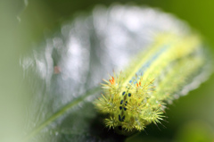 woolly worm大群の中の一匹