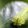 woolly worm大群の中の一匹