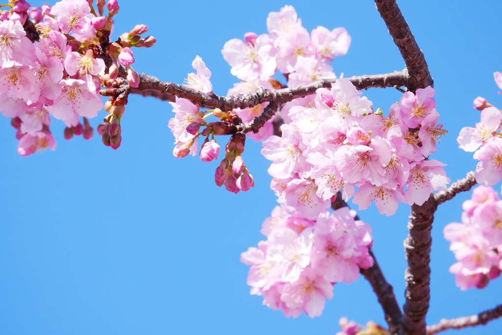 青空と河津桜