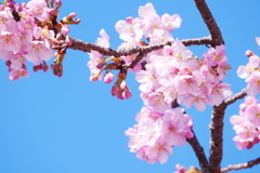 青空と河津桜