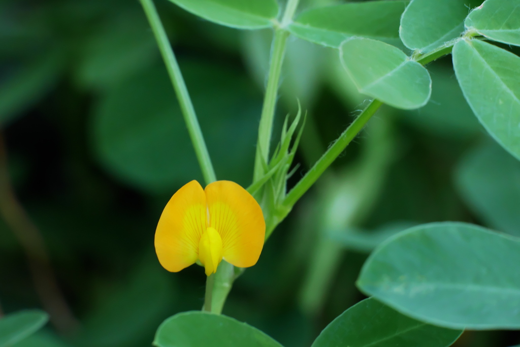 落花生の花