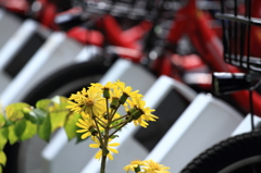 電動アシスト自転車とツワブキ