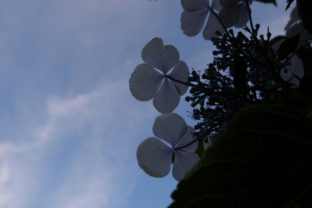 紫陽花の咲く空の下