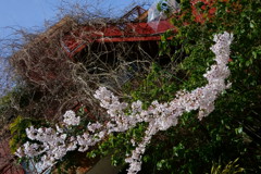 雨の翌日、桜の残る庭で
