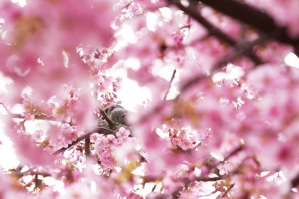 桜色の中のヒヨさん