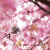 桜色の中のヒヨさん